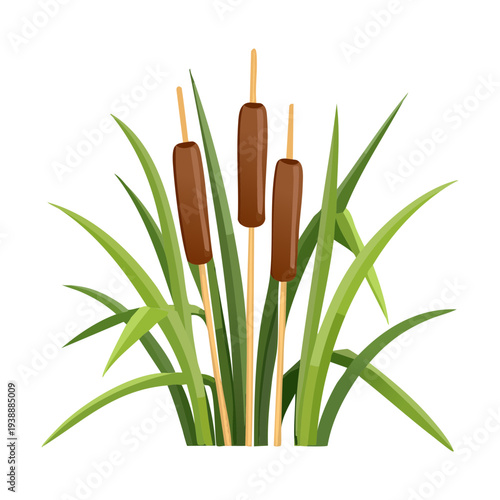 Brown marsh reeds plant illustration for wetland nature and pond landscape vector art and garden design concepts