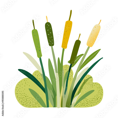Mixed green and yellow reeds plant illustration for wetland nature and aquatic garden vector art and landscape designs