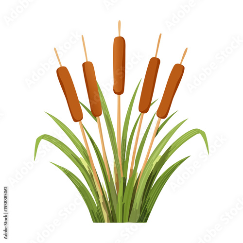 Traditional Brown Bulrush Plant Cattail In Green Grass For Wetland Preservation And Nature Study Creative Floral Illustration