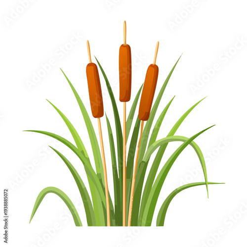 Tall Brown Bulrush Plant Cattail With Many Stems For Environmental Protection And Nature Art Creative Floral Illustration