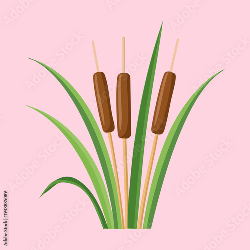 Pink Background Brown Bulrush Plant Cattail Three Stems For Minimalist Nature Poster And Art Creative Floral Illustration