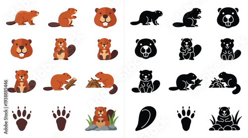 Collection of colorful and black and white illustrations of beavers in various poses, including full body, heads, and actions like building dams, along with paw prints and a seed.
