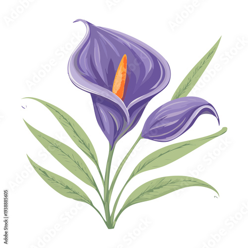 Purple Calla Lily Plant On White Background For Elegant Floral Design And Botanical Study Illustration
