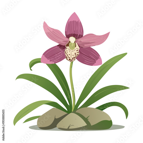 Pink Orchid Plant On Stone Base For Natural Forest Decor and Botanical Garden Design Illustration