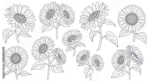 Hand-drawn Sunflower Collection Vector Illustration