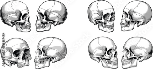 Professional Vector Set Of Human Skull Illustrations Featuring Detailed Shading And Various Realistic Perspective Angles