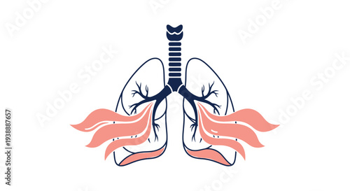 Anatomical illustration of healthy human kidneys being held in two hands