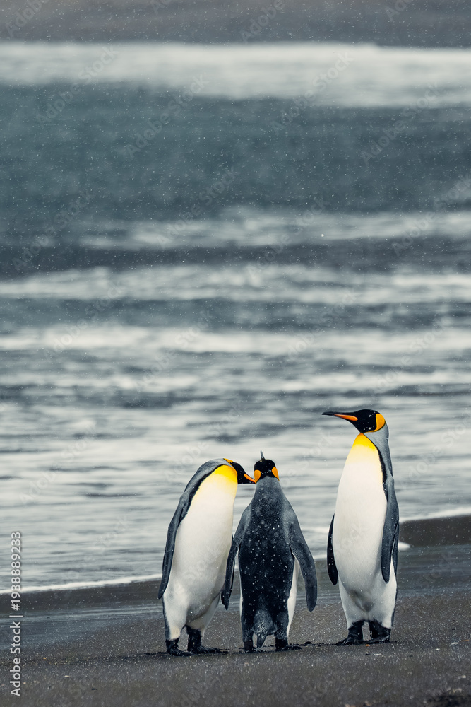 Fototapeta premium King penguins gather on the shore of South Georgia Island in a cool, cloudy weather for a social interaction