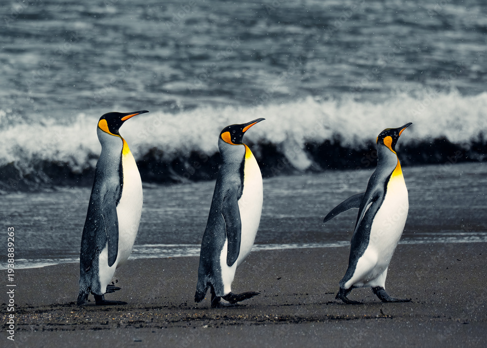 Fototapeta premium King Penguins walking along the shore at South Georgia Island during a cloudy day