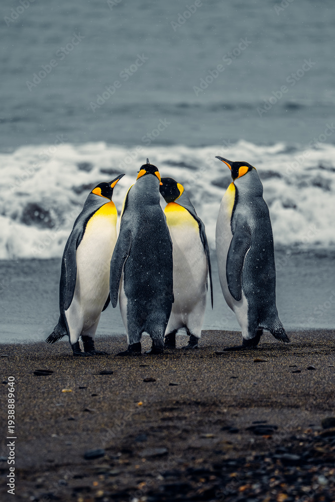 Obraz premium King penguins gather on the beach near the ocean waves at South Georgia Island during a cloudy day
