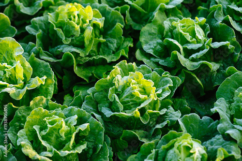 Green lettuce in growth at the vegetable garden