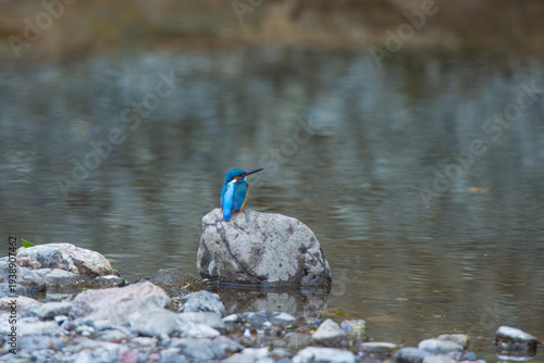 Fotografija Male Common Kingfisher perched on a rock in the middle of the river, Koma River