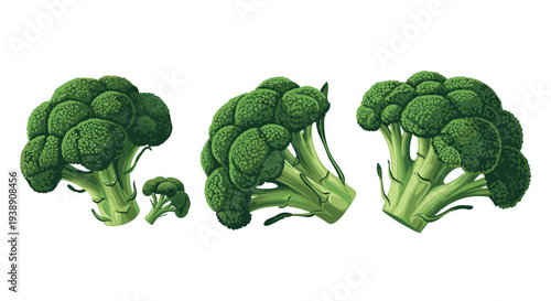 Three fresh heads of healthy green broccoli are shown in a detailed vector illustration for culinary and diet themes.
