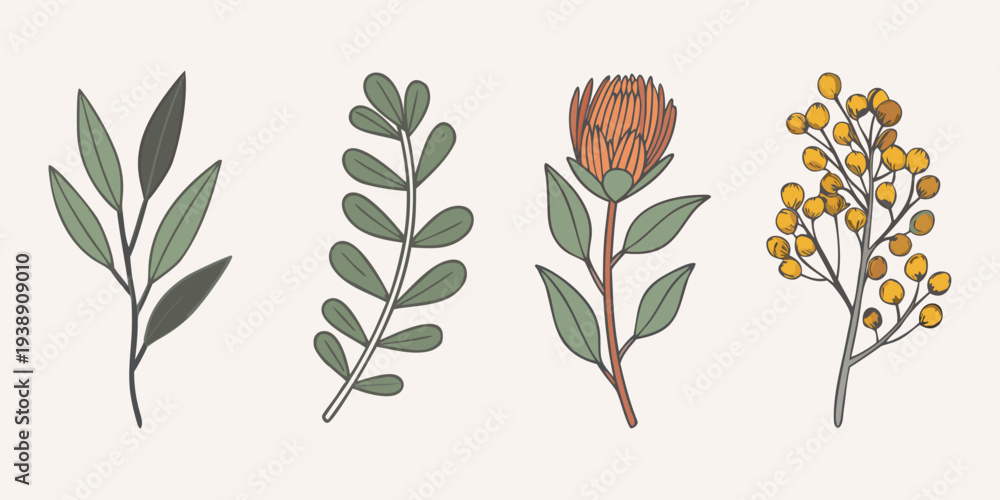 Ταπετσαρία Botanical illustration featuring various plant stems and flowering protea