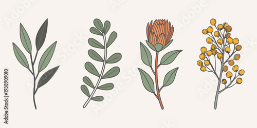 Botanical illustration featuring various plant stems and flowering protea