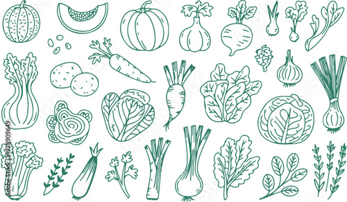 Vegetable garden sketches featuring leafy greens roots and fresh crops
