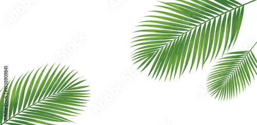 Tropical leaves arranged artfully on a white background, viewed from directly above, showcasing their lush green foliage and varied shapes