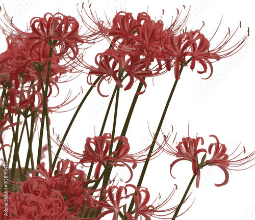 Red spider lily flowers blooming in garden on transparent background