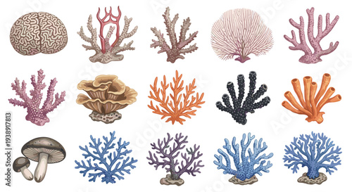 Diverse collection of colorful coral reef organisms and marine life forms displayed against a clean white background