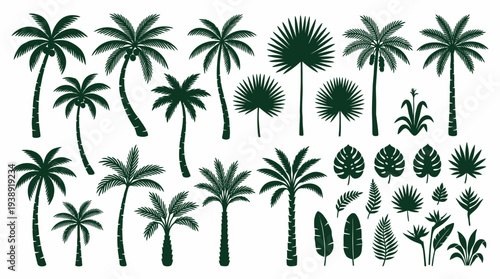 Tropical Palm Tree Silhouette Collection – Botanical Coconut Palm Vector Set