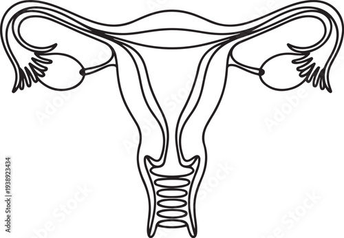 Vector illustration of female uterus.one line vector illustration with out background