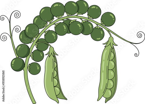 Vector illustration of fresh green peas on a vine with open pods, organic vegetable design for healthy eating, cooking, and gardening