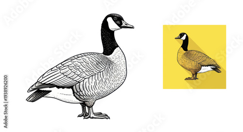 Canada Goose Illustration and Flat Design Icon