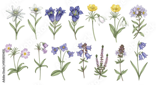 Collection of diverse alpine wildflowers including edelweiss gentian and buttercup in a botanical illustration style