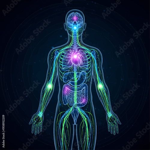 Futuristic digital illustration of detailed human anatomy, vividly showcasing vital internal organs, nervous system, and circulatory pathways for scientific and educational visualization