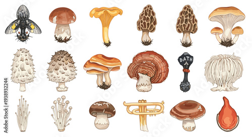 A Diverse Collection of Edible and Decorative Mushrooms Showcasing Nature's Fungal Wonders