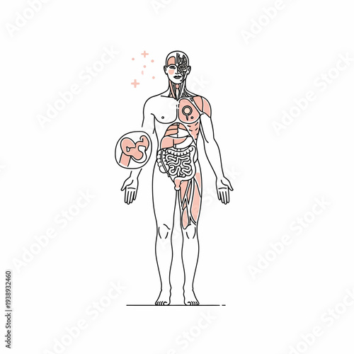Anatomical illustration of the human body highlighting major organs, skeletal structure, and reproductive system