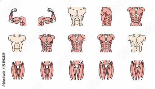 set of human body parts