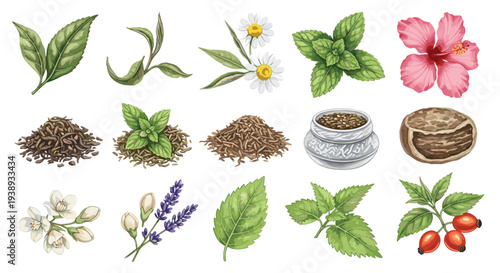 Collection of natural herbs and flowers for tea and aromatherapy including mint lavender chamomile hibiscus rosehip and tea leaves