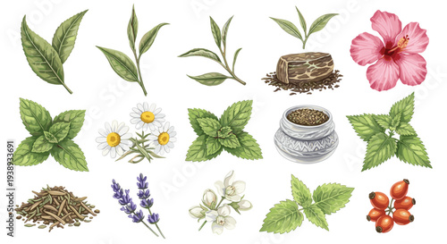 Collection of natural herbs and flowers for tea and aromatherapy including mint lavender chamomile hibiscus rosehip and tea leaves