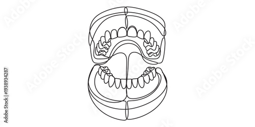Dental model, open mouth, teeth, jaw, anatomy