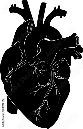 A black and white illustration of a human heart Vector