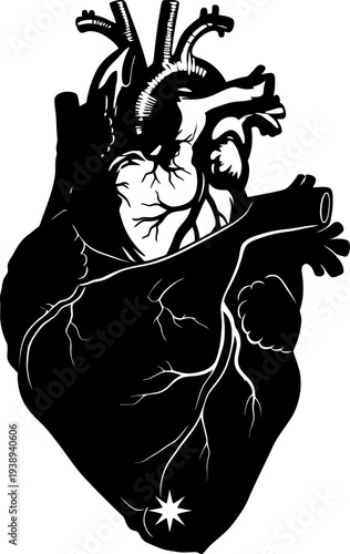 A black and white illustration of a human heart Vector