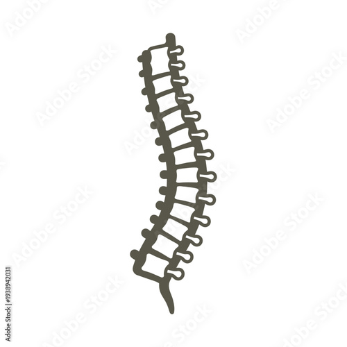 Human Spine Vertebrae Bones Skeletal System.