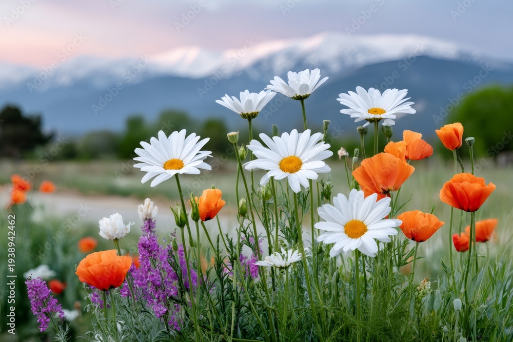 Obraz premium Wildflowers blooming in alpine meadow with snowy mountains