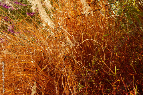秋空の下，風に吹かれて茅野の美しい自然の景色