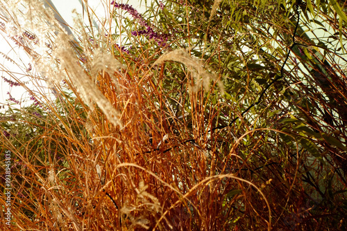 秋空の下，風に吹かれて茅野の美しい自然の景色
