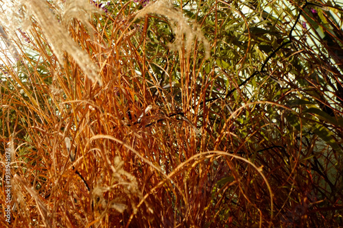 秋空の下，風に吹かれて茅野の美しい自然の景色