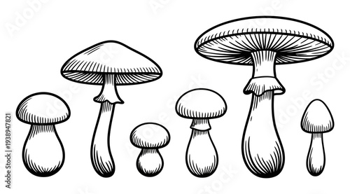 Vintage of Assorted Mushrooms in Black and White