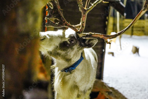 Portrait of a beautiful white reindeer in the snow at night, illuminated by a warm light