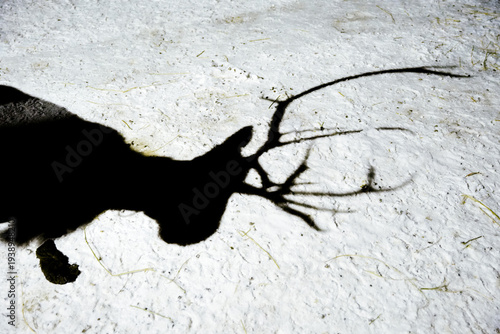 Shadow of a reindeer with antlers on a white snow background at night, abstract concept
