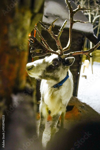 Portrait of a beautiful white reindeer in the snow at night, illuminated by a warm light