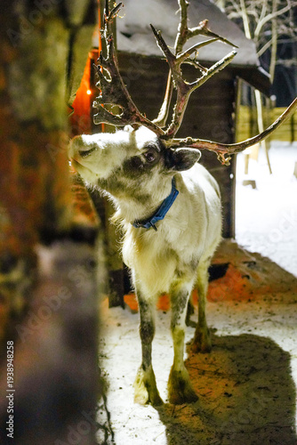 Portrait of a beautiful white reindeer in the snow at night, illuminated by a warm light