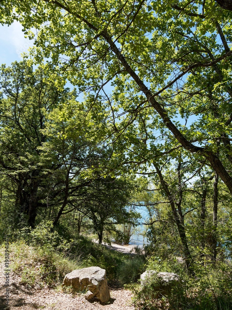 Fototapeta premium (Quercus pubescens) Une haie de chênes pubescents ou de chênes blancs de Provence au feuillage dense, bordant une petite plage d'un lac méditerranéen 