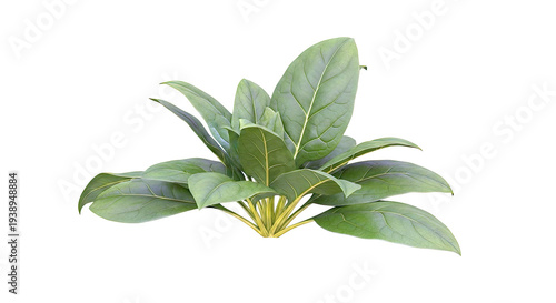 Fresh Spinach Plant