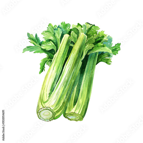 celery hand drawn vector illustration